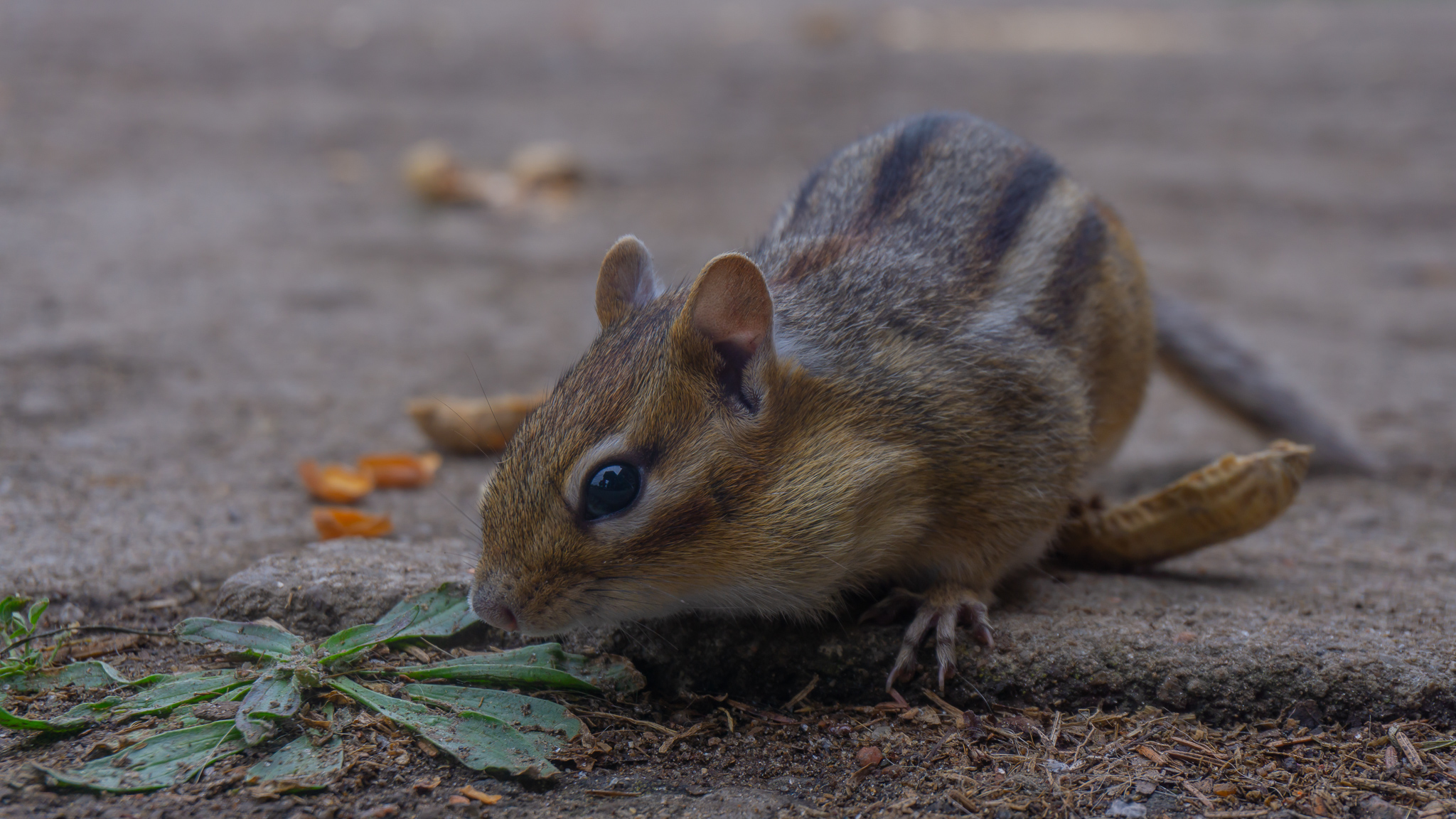 Fred the Chipmunk